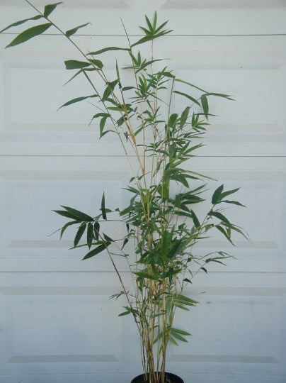 chinese bamboo house plant Buy online Japanese Arrow Pseudosasa Japonica Bamboo For Your Garden – Maya Gardens, Inc