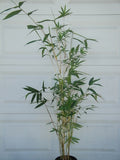 Pseudosasa Japonica, Japanese Arrow Bamboo
