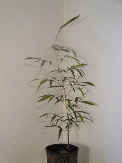 Phyllostachys Vivax 'Huangwenzhu Inversa' Bamboo