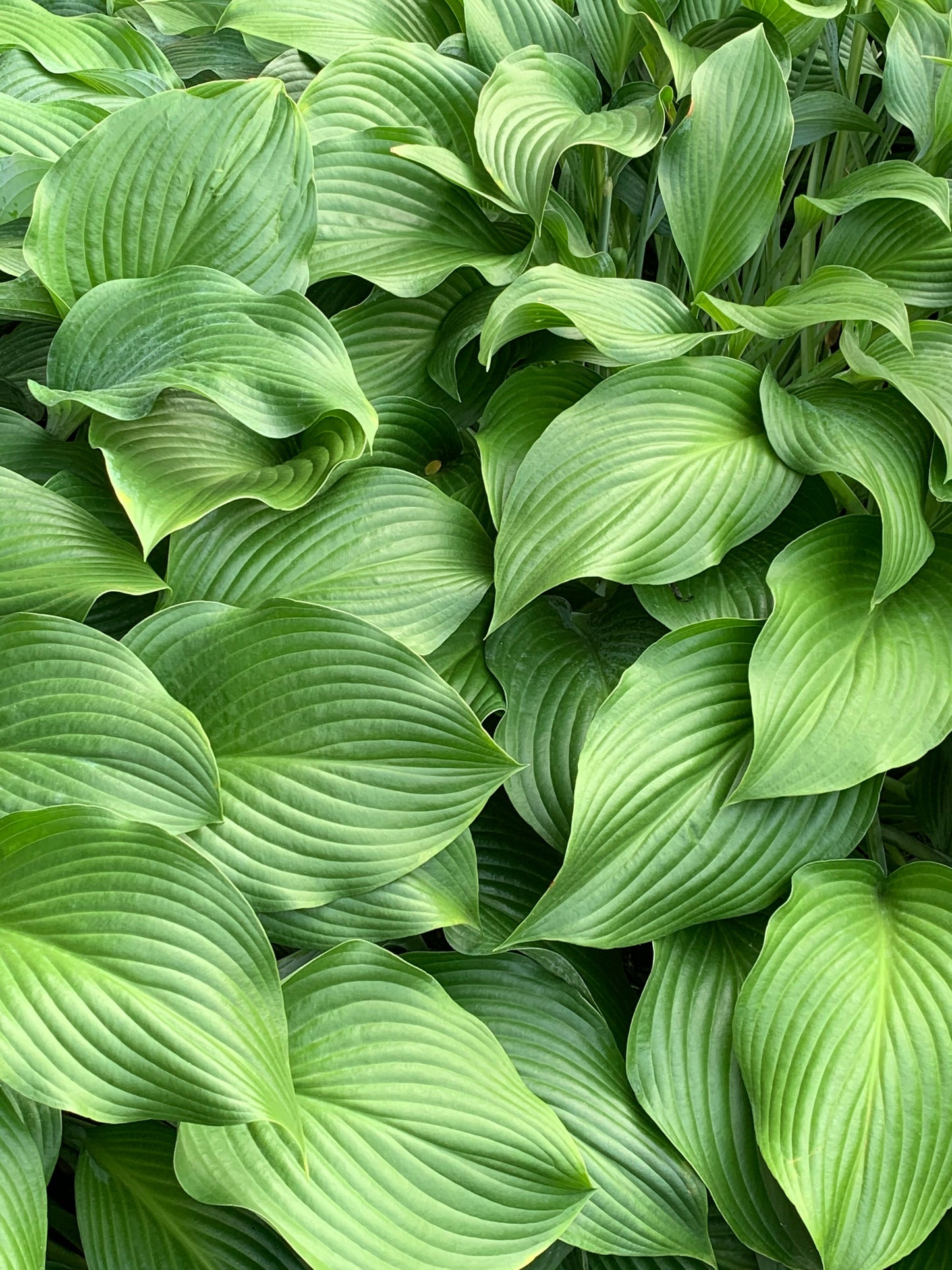 August Moon Hosta