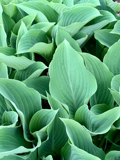 August Moon Hosta