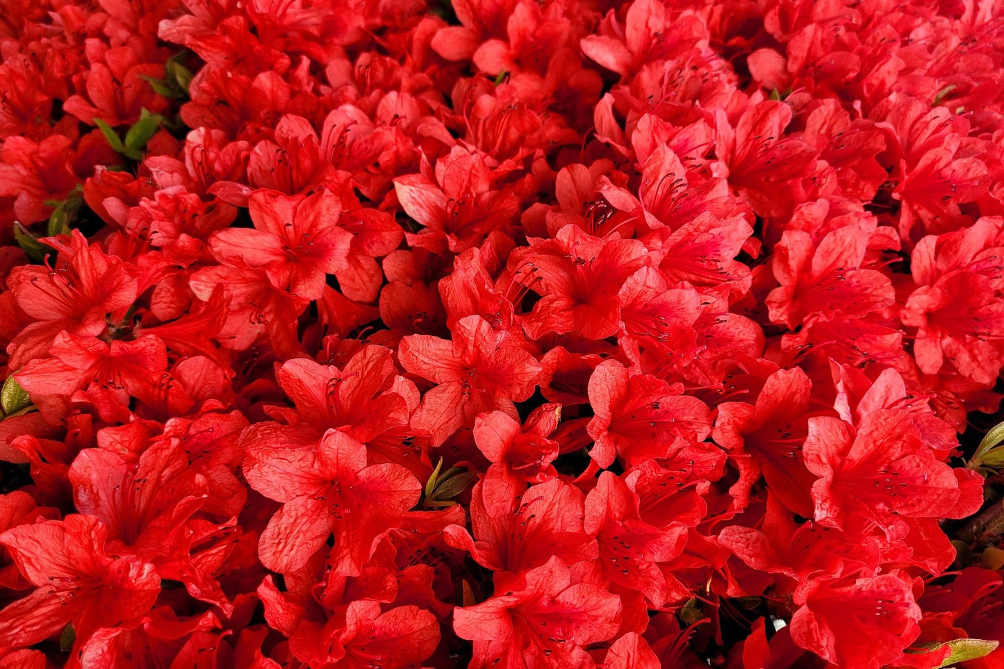 Azalea hybrid ‘Fridoline’