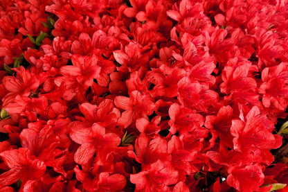 Azalea hybrid ‘Fridoline’
