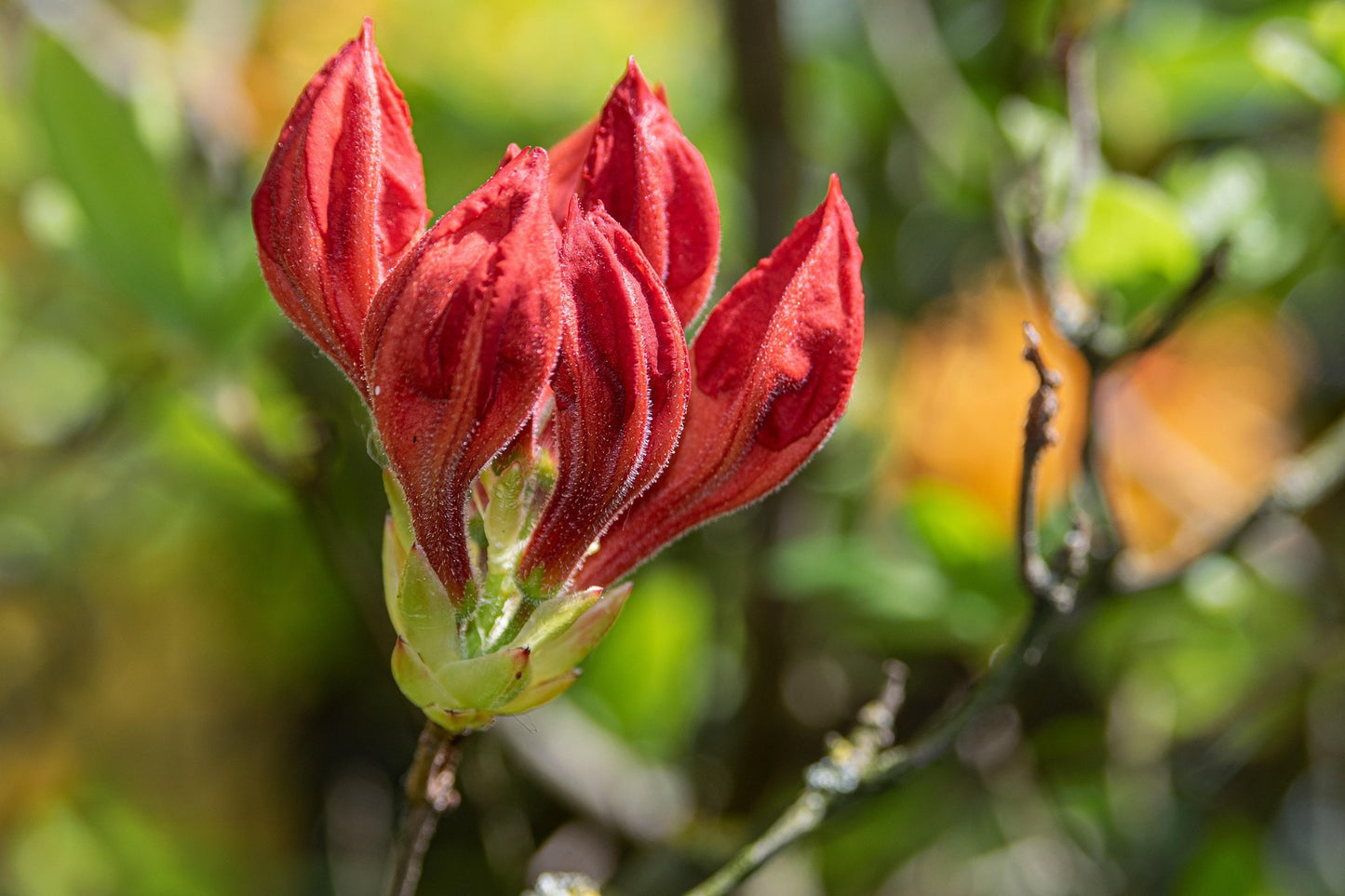 Azalea hybrid ‘Fridoline’