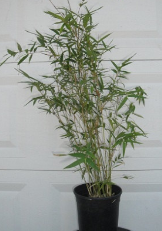 Bambusa Multiplex Hedge Bamboo