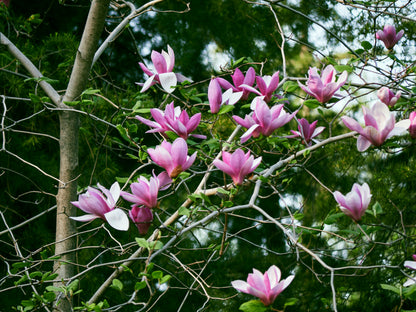 Betty Magnolia Tree (Magnolia hybrid ‘Betty’)