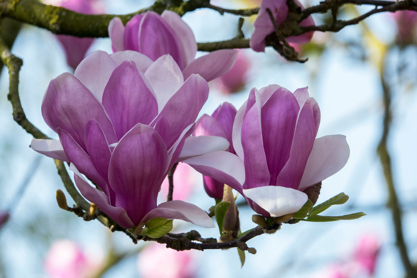 Betty Magnolia Tree (Magnolia hybrid ‘Betty’)