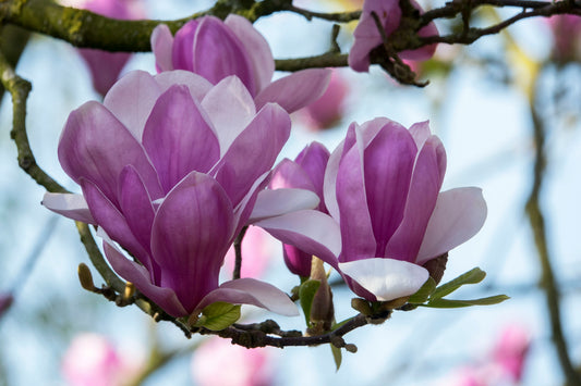 Betty Magnolia Tree (Magnolia hybrid ‘Betty’)