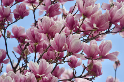 Betty Magnolia Tree (Magnolia hybrid ‘Betty’)