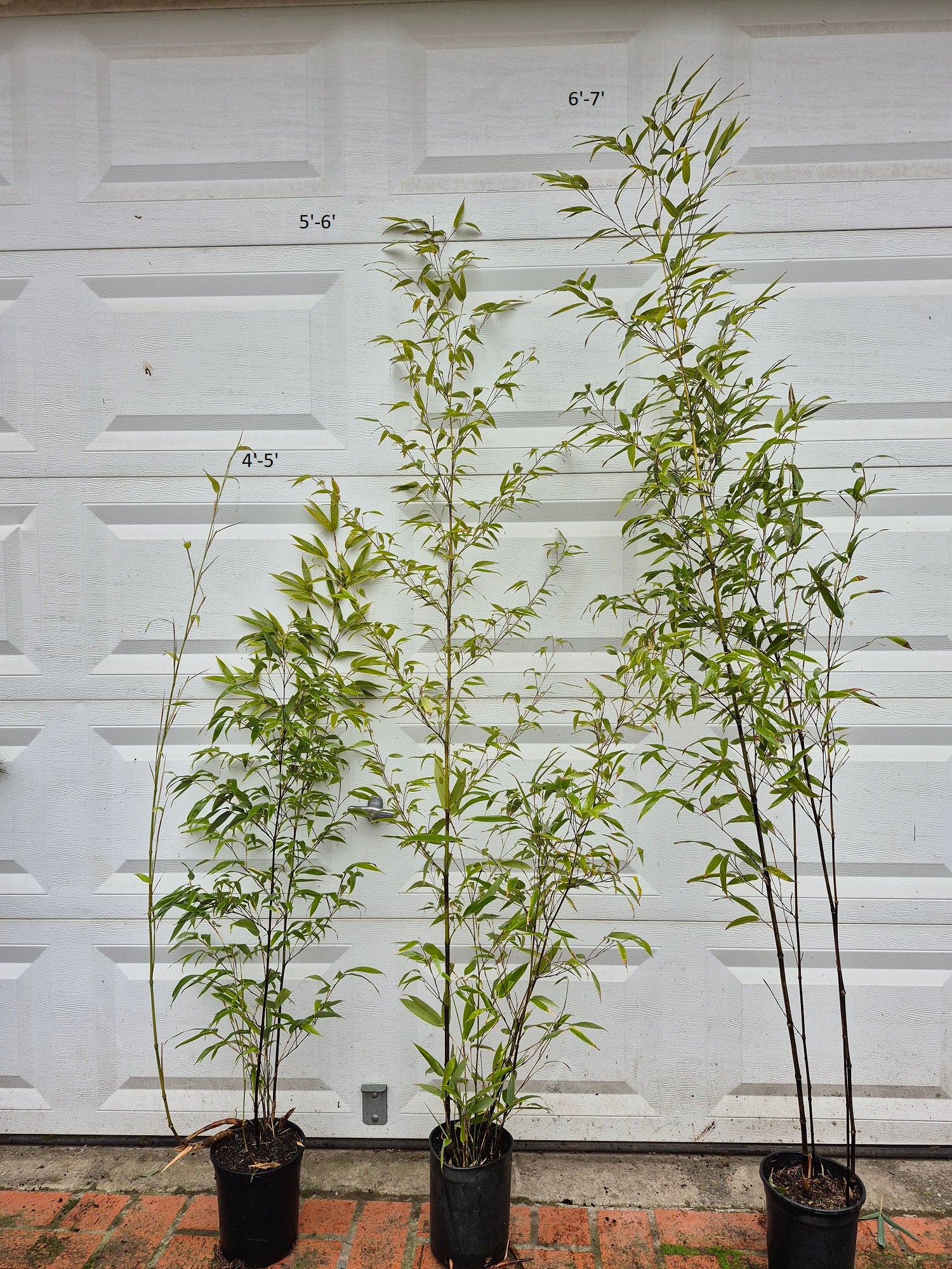 black bamboo plants in pots Phyllostachys Nigra Black Bamboo