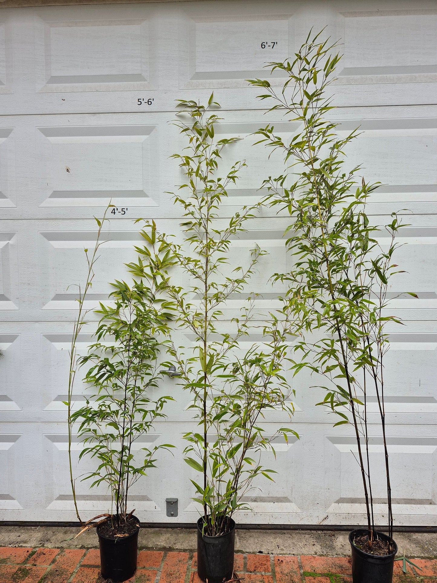 Phyllostachys Nigra Black Bamboo