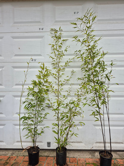 Phyllostachys Nigra Black Bamboo