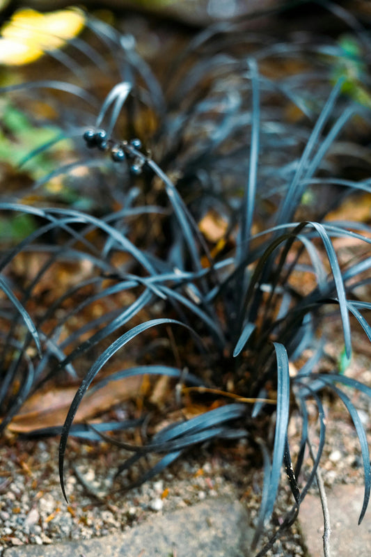 Blackhawks Big Bluestem Grass (Andropogon gerardii ‘Blackhawks’)