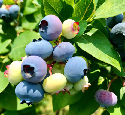 Patriot Blueberry Plant Live – Cold Hardy Berry Bush – Zone 3-7 – Large Sweet Fruit – Outdoor Garden Plant
