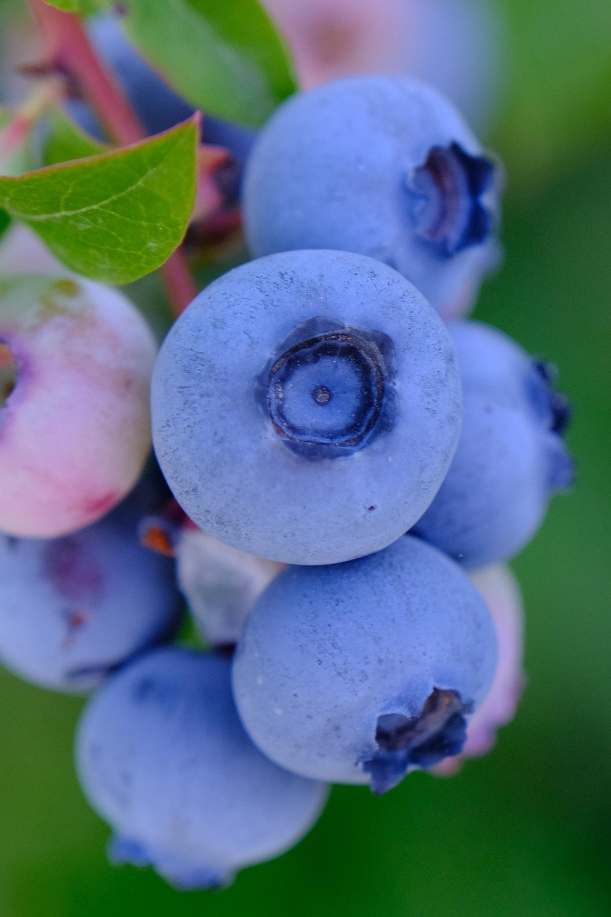 Patriot Blueberry Plant Live – Cold Hardy Berry Bush – Zone 3-7 – Large Sweet Fruit – Outdoor Garden Plant