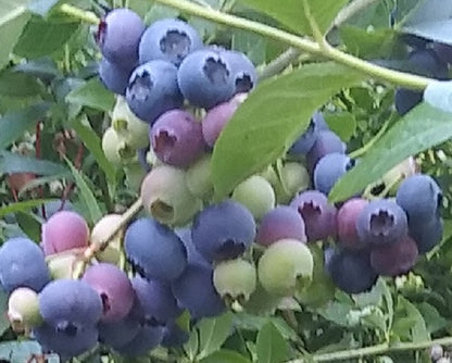 Elliott Blueberry Plant Live – Cold Hardy Berry Bush – Zone 4-8 – Large Sweet Fruit – Outdoor Garden Plant