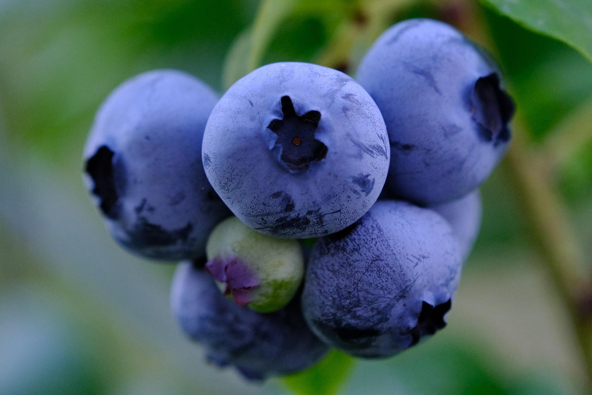 Blueray Blueberry Plant Live – Cold Hardy Berry Bush – Zone 4-8 – Large Sweet Fruit – Outdoor Garden Plant
