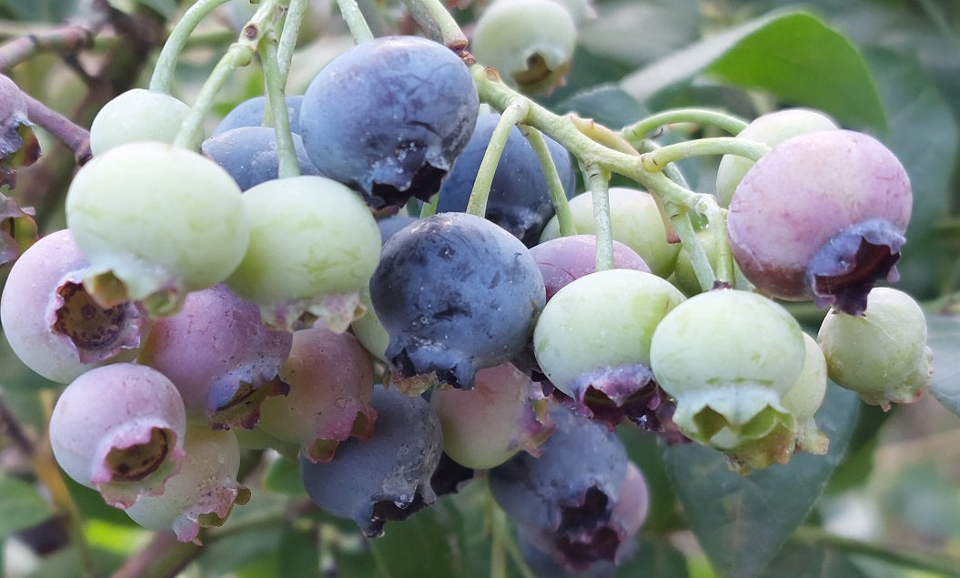 Misty Blueberry Plant Live – Southern Highbush Berry Bush – Zone 5-10 – Large Sweet Fruit – Outdoor Garden Plant