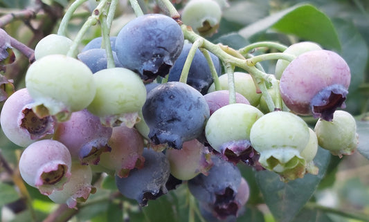 Misty Blueberry Plant Live – Southern Highbush Berry Bush – Zone 5-10 – Large Sweet Fruit – Outdoor Garden Plant