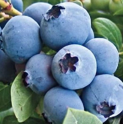 Northland Blueberry Plant Live – Cold Hardy Berry Bush – Zone 3-7 – Large Sweet Fruit – Outdoor Garden Plant