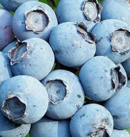 Bonus Blueberry Plant Live – Cold Hardy Berry Bush – Zone 4-8 – Large Sweet Fruit – Outdoor Garden Plant
