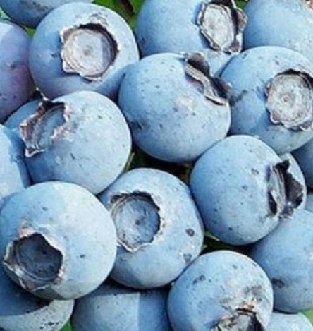 Bonus Blueberry Plant Live – Cold Hardy Berry Bush – Zone 4-8 – Large Sweet Fruit – Outdoor Garden Plant
