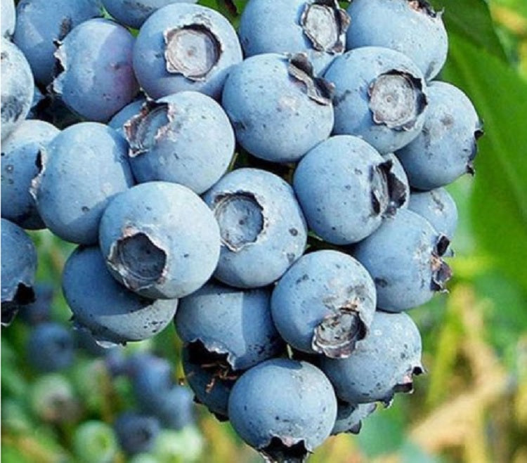 Elliott Blueberry Plant Live – Cold Hardy Berry Bush – Zone 4-8 – Large Sweet Fruit – Outdoor Garden Plant