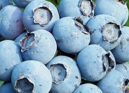 Bluegold Blueberry Plant Live – Cold Hardy Berry Bush – Zone 4-8 – Large Sweet Fruit – Outdoor Garden Plant