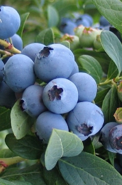 Elliott Blueberry Plant Live – Cold Hardy Berry Bush – Zone 4-8 – Large Sweet Fruit – Outdoor Garden Plant