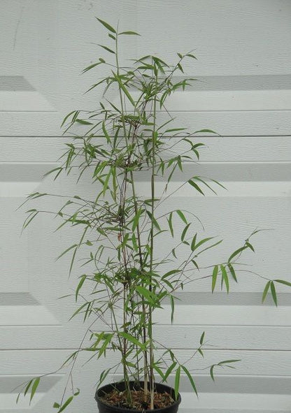 Fargesia Rufa, Sunset Glow Bamboo