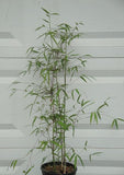 Borinda Angustisima Bamboo