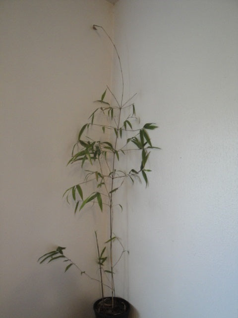 Phyllostachys Dulcis, Sweet Shoot Bamboo