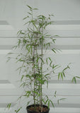 Borinda Utilis Bamboo