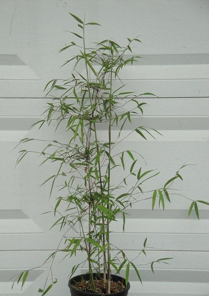 Borinda Boliana 'Himalayan Blue Mountain' Bamboo