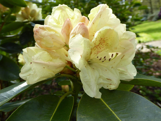 Capistrano Rhododendron