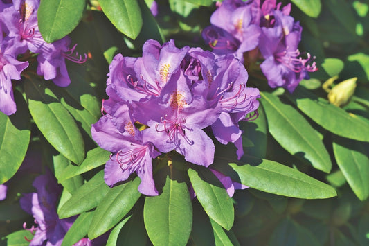 Catawba Rhododendron ‘Grandiflorum’