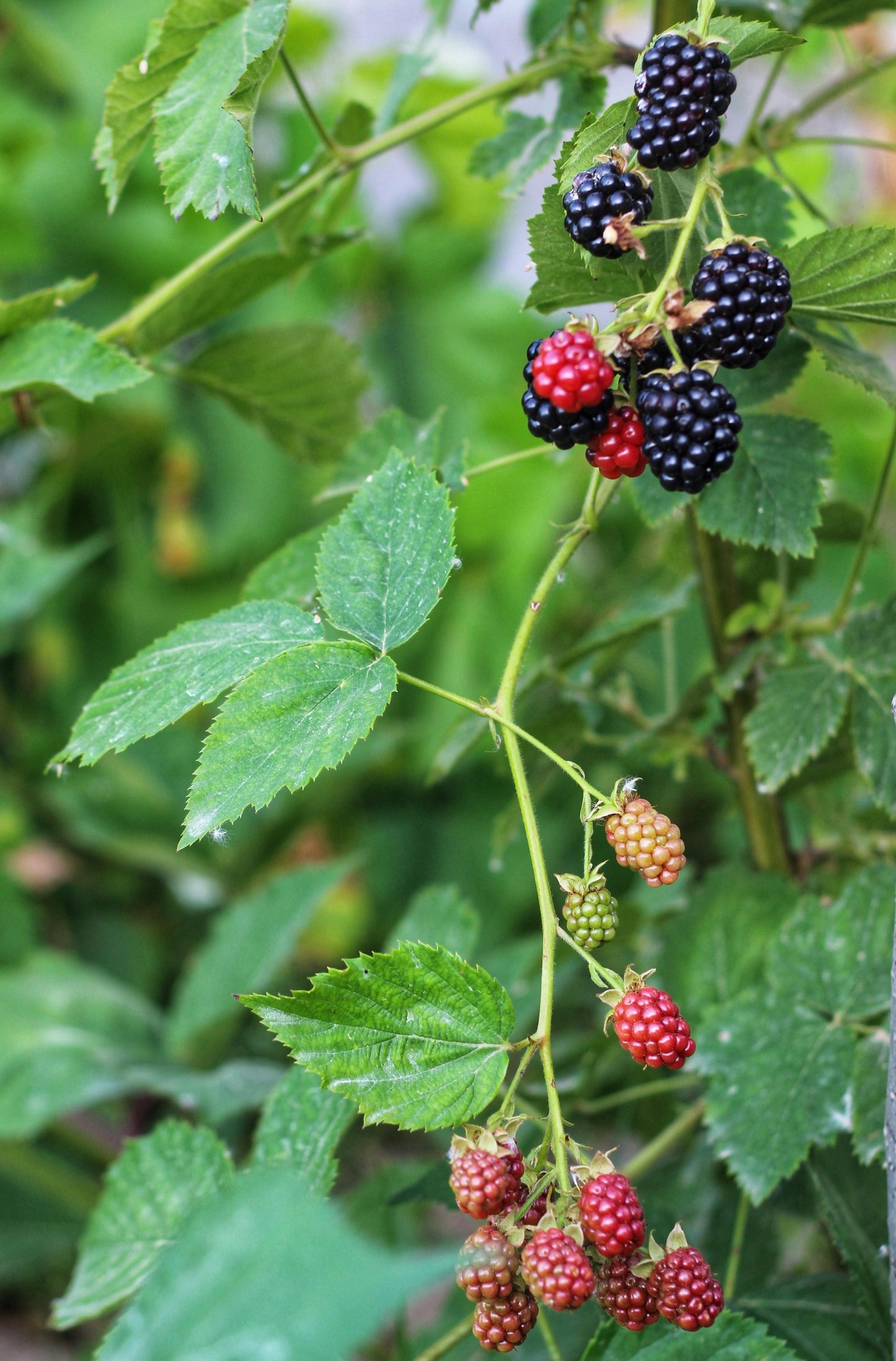 Celestial Blackberry