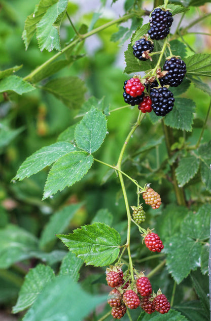 Celestial Blackberry