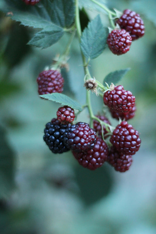 Celestial Blackberry