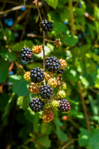 Celestial Blackberry