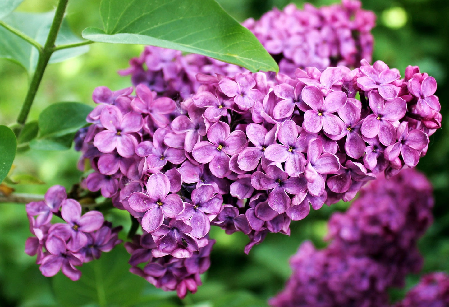 Charles Joly French Lilac – Cold Hardy Deep Purple Shrub – Fragrant – Zone 3-9