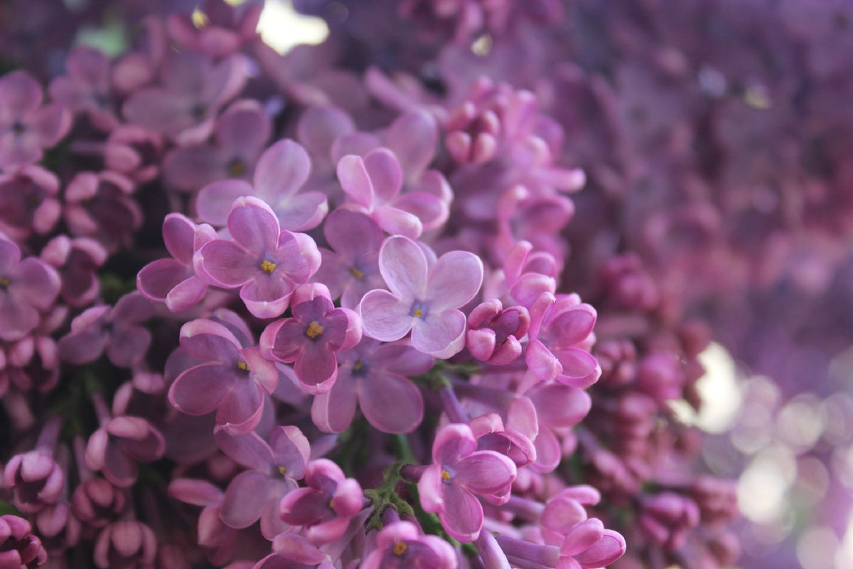 Charles Joly French Lilac – Cold Hardy Deep Purple Shrub – Fragrant – Zone 3-9