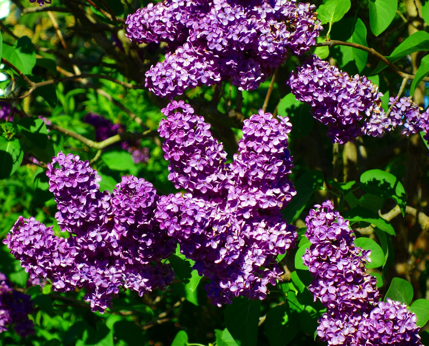Charles Joly French Lilac – Cold Hardy Deep Purple Shrub – Fragrant – Zone 3-9