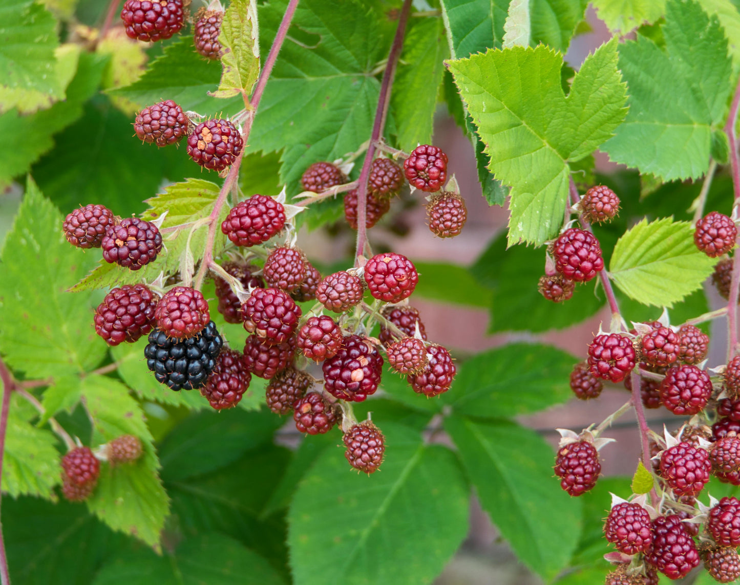 Chester Thornless Blackberry Plant