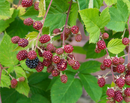 Chester Thornless Blackberry Plant