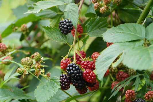 Chester Thornless Blackberry Plant