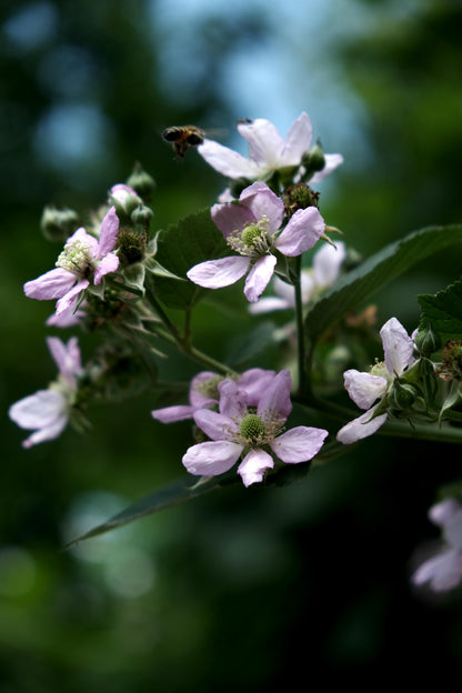 Chester Thornless Blackberry Plant