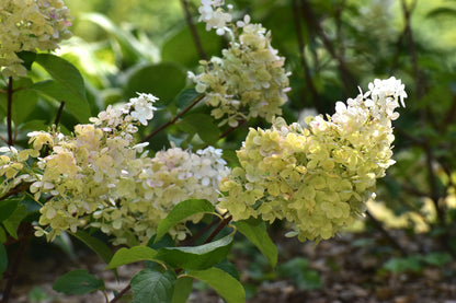 Confetti Panicle Hydrangea