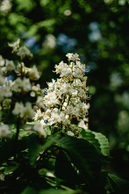 Confetti Panicle Hydrangea