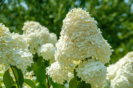 Confetti Panicle Hydrangea